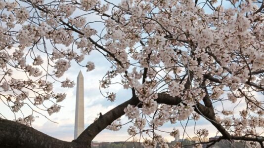 How climate change is affecting DC’s iconic cherry blossoms