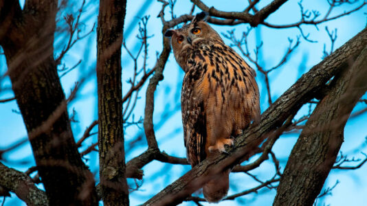Central Park memorial service for Flaco the owl draws huge crowd
