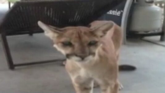 1st fatal California mountain lion attack in 20 years leaves 1 man dead and his brother injured