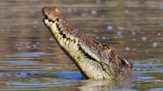 Crocodile bites man swimming to shore after boat capsizes in Florida Everglades