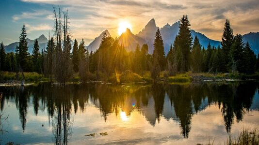 Researchers working to save whitebark pine, a declining keystone tree species in the greater Yellowstone area
