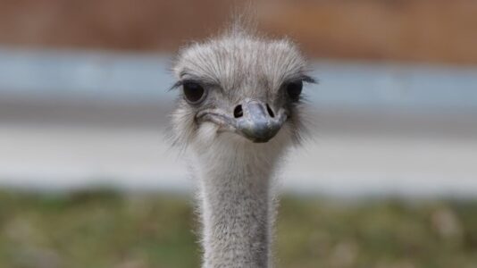 Karen, the ‘vibrant and beloved’ ostrich at Topeka Zoo, dies after swallowing zoo staffer’s keys