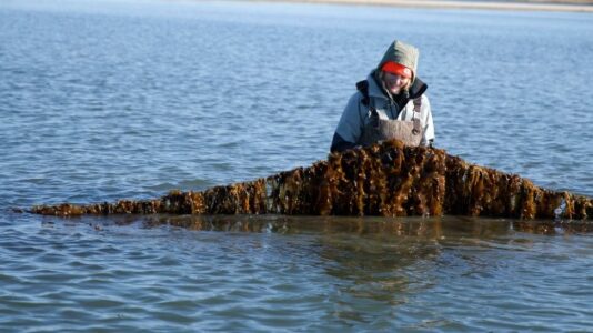 How kelp farms, an ‘environmental powerhouse,’ can help mitigate climate change