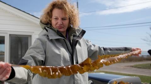 Long Island kelp farmer Sue Wicks holds a piece of kelp. Via ABC News