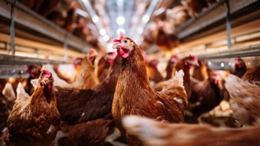 Minors again found working at Alabama poultry plant where 16-year-old died, Department of Labor says
