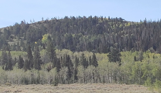 Prescribed Burn to Start In Wayne County