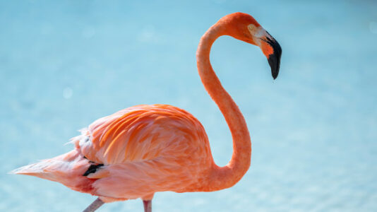 Flamingo spotted in Massachusetts in potentially unprecedented event