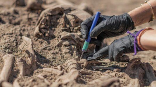 New horned dinosaur species discovered ‘largest and most ornate’ of its kind ever found