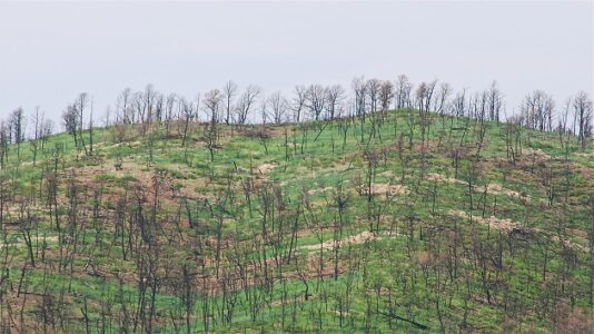 60-year-old among 2 confirmed dead in New Mexico wildfires: ‘He made friends everywhere’