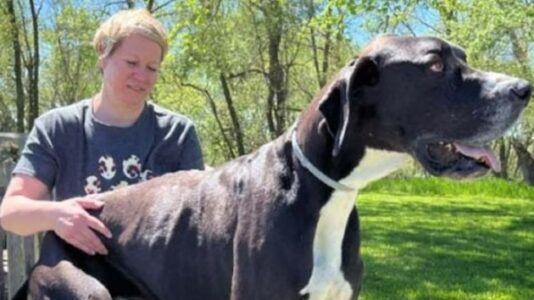 Kevin, world’s tallest dog who stood at 7 feet on his hind legs, dies just days after getting record