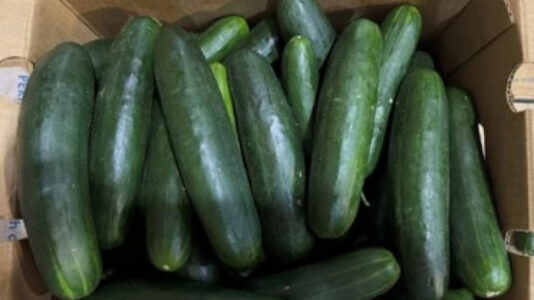 Cucumber Recall Issued in Utah Over Salmonella Risk