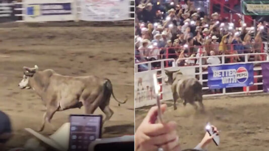 Rodeo bull jumps over arena fence, injuring three people, including sheriff’s deputy
