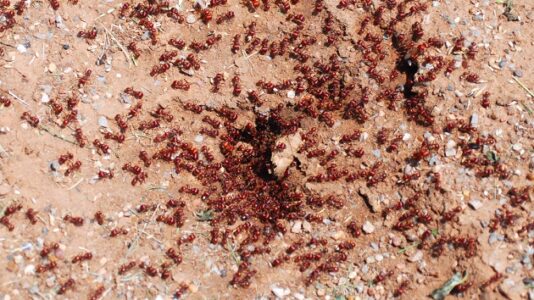 Officials battle ‘highly aggressive’ red imported fire ant infestation in Southern California