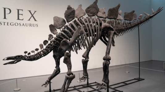 CDC grant funding for ‘gender ideology’ programs is ‘permanently terminated,’ HHS says