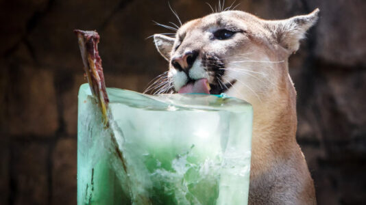 How zoos in the hottest parts of the country keep animals healthy during extreme heat