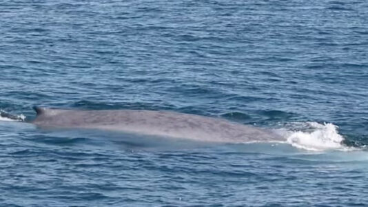 Largest animal on Earth seen off the coast of Massachusetts in rare double sighting