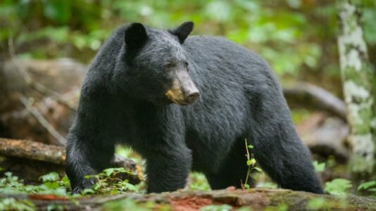 Black bear attacks child in tent on Montana campground