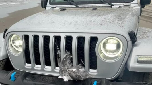 Man ‘intentionally’ runs over and kills flock of 25 seagulls with his jeep at the beach: Police
