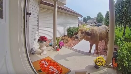 Police capture ‘aggressive’ water buffalo that had been on the loose for days in Iowa