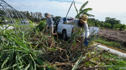 Florida’s farmlands, iconic orange groves recovering following back-to-back hurricanes