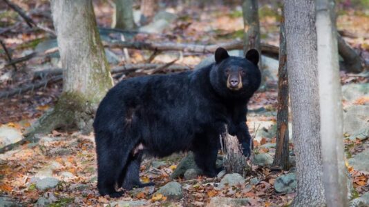 This is how long hunting season for black bears lasts in New Jersey