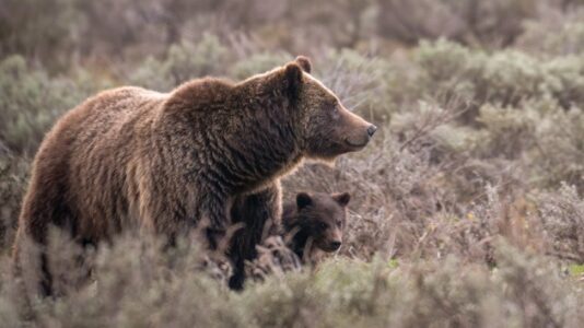 Famed grizzly bear killed after being struck by vehicle in national park as her cub is still missing