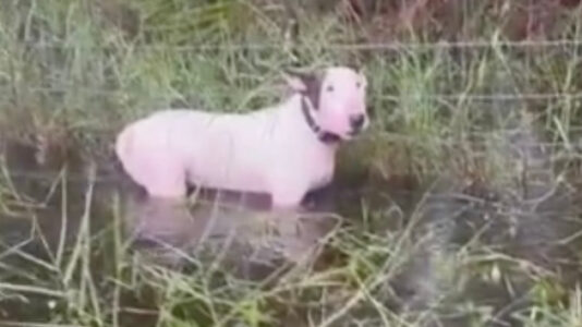 Man arrested for animal cruelty after dog found tied to post in floodwaters ahead of Hurricane Milton