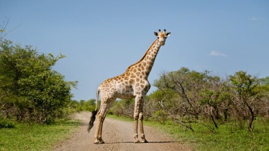Giraffes need endangered species protection for the first time, US officials say