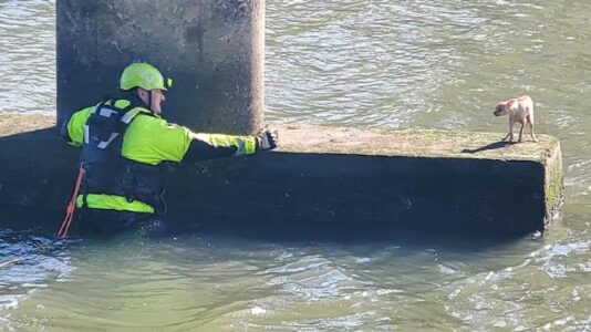 Firefighters rescue Chihuahua from under Houston bridge