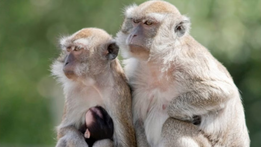 43 primates on the loose in South Carolina town after escaping from research lab