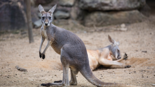 Kangaroo remains on the loose in Texas after jumping fence