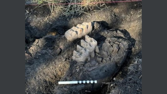 Prehistoric mastodon jaw found in backyard of New York home