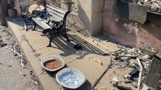 Hundreds of displaced pets find refuge after being displaced in the LA wildfires