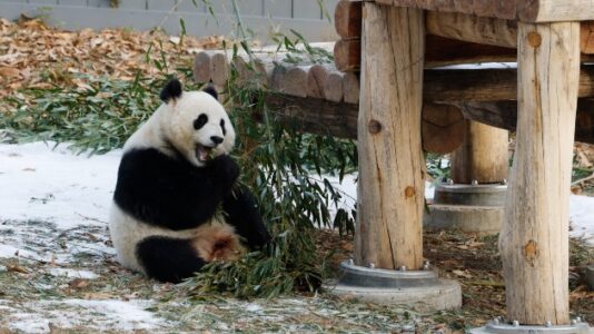 Giant pandas Bao Li and Qing Bao make public debut at National Zoo