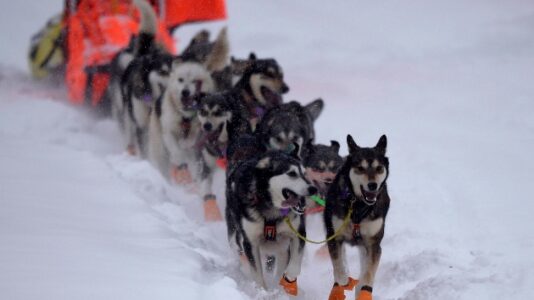 Alaska sled dog race raises allegations of animal abuse