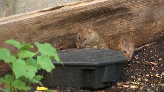 Rat birth control and ‘Rat Walks’ among new initiatives to curb NYC’s rat population