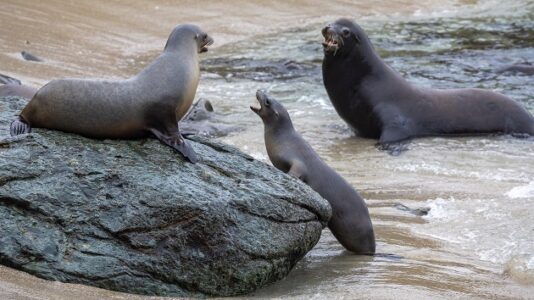 ‘Demonic’ sea lion reports spark concerns about toxic algae on California coast