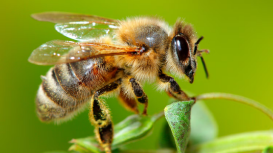 Honey bee colonies could face 70% losses in 2025, impacting agriculture