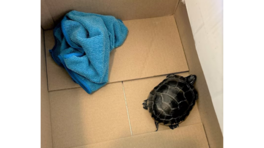 Man caught attempting to smuggle living turtle through airport security down the front of his pants