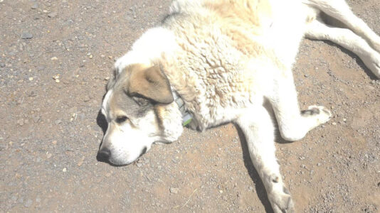 2-year-old spends night in Arizona terrain, found by rancher’s dog