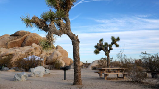 Federal court rules against attempt to withhold Endangered Species Act protections from Joshua tree