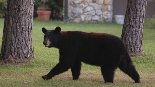 Man and dog killed in suspected bear attack in Florida: Officials
