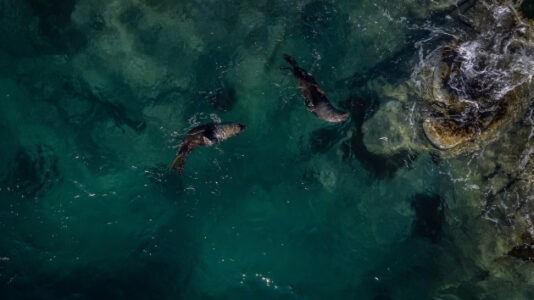 The ocean is changing colors, researchers say. Here’s what it means.