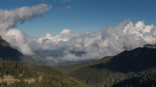 4-year-old bitten by mountain lion at national park: Officials