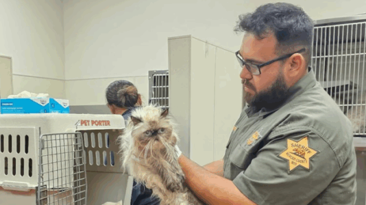 Woman allegedly leaves over 100 cats inside U-Haul, arrested: Police