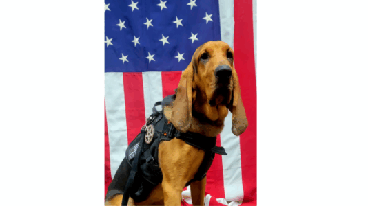 Georgia police dog dies after being left in hot car; deputy fired