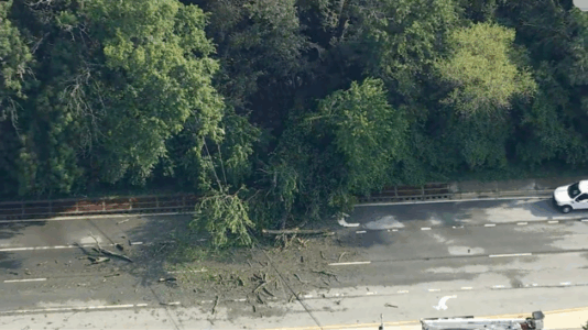 Woman killed when tree falls on car in Delaware as East Coast storms intensify