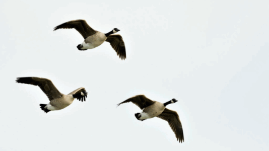At least 7 geese dead after car strikes flock crossing New Jersey street