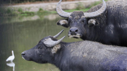 Water buffaloes kill farmer after he becomes trapped in their enclosure