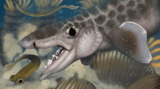 New species of ancient shark discovered at Mammoth Cave National Park